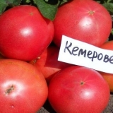 Paradajz kemerovo: recenzije, fotografije, produktivnost